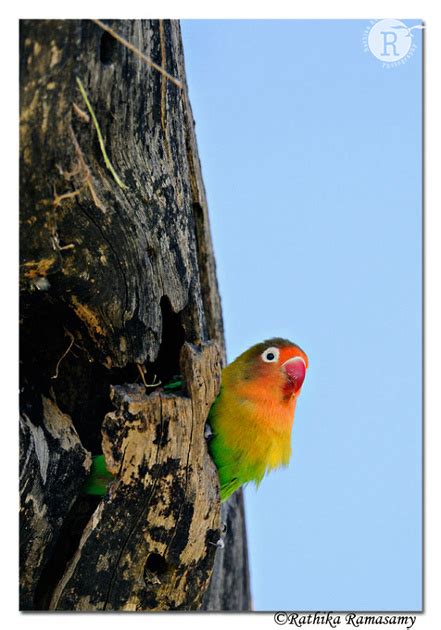 Rathika Ramasamys Wildlife Photography Birds Profile Lovebirddd31663