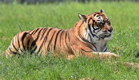 Königstiger Panthera Tigris Tigris Foto And Bild Natur Zoo Tiere