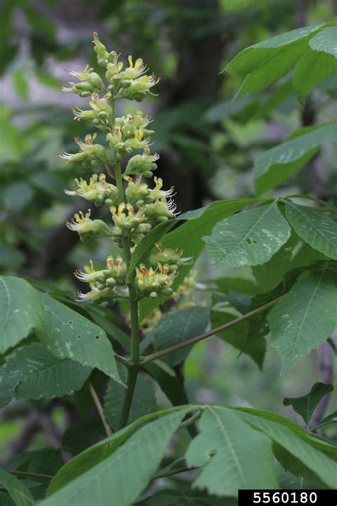 Ohio Buckeye Aesculus Glabra