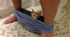 10 Funny Cats That Love To Hang Out In Your Underwear Bored Panda