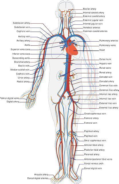 Difference Between Arteries And Veins With Comparison Chart And