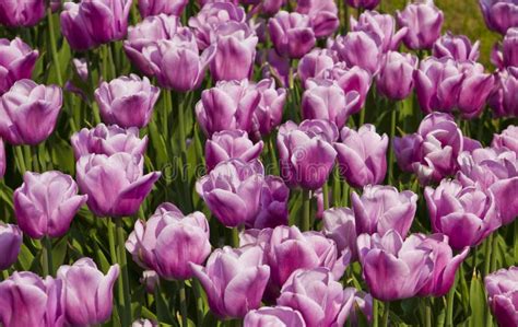 Purple Tulips Stock Photo Image Of Garden Flora Blossom 25209102
