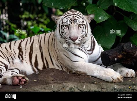 White Tiger Bangkok Zoo Bangkok Thailand Stock Photo Alamy