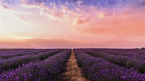 Download Path Flower Sunset Sky Nature Lavender 4k Ultra Hd Wallpaper