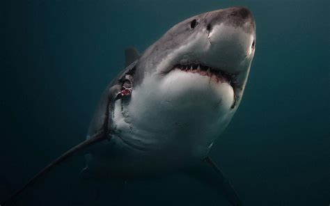 4k Shark Wallpapers High Quality Download Free
