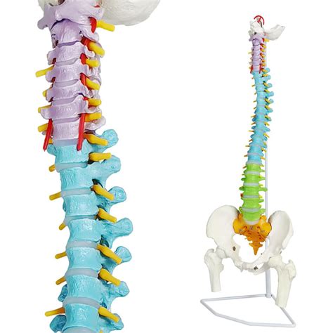 Buy 2023 Color Coded Life Size Spine Model 34 Medical Anatomical Super
