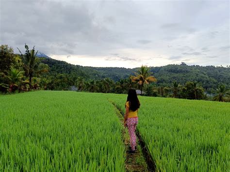 The Munduk Rice Terraces Walk Hiking Directions And Guide