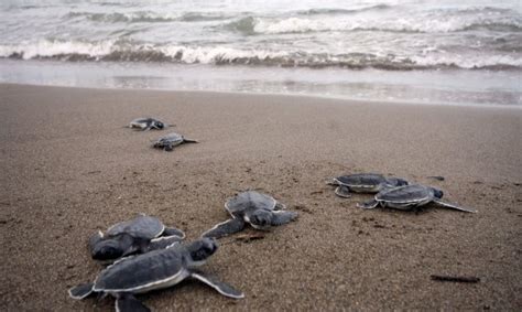 Para ayudar a facilitar una limpieza óptima, las tortugas algunas personas dejan los pescados que nadan alrededor en el tanque y agregan más mientras que se comen. Descubre cómo se reproducen las tortugas, ¡Te contamos el proceso!