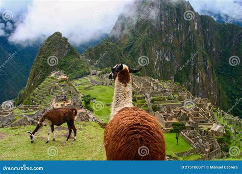 Llamas Of Machu Picchu Stock Image Image Of America 275100071