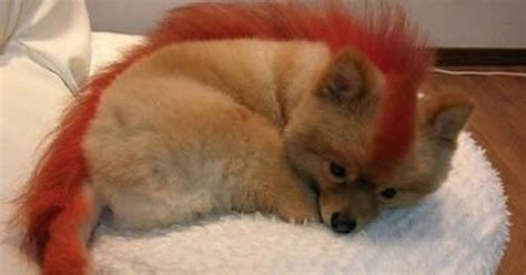 Professional kind dog groomer needed to join our team ! Haircut Dog Mullet - Hair Cut | Hair Cutting