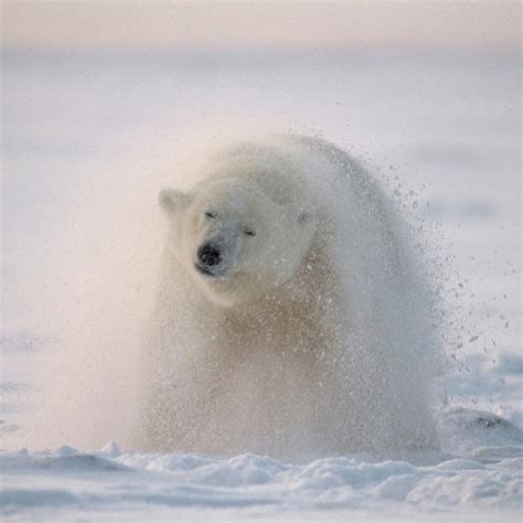 Polar Bear Shaking Off Snow Photograph By Steven Kazlowski Pixels