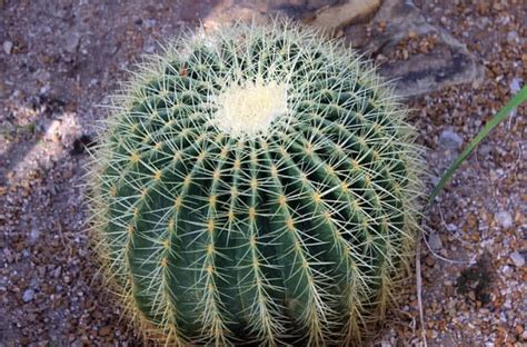Find images of desert plant. Top 9 Most Mysterious Desert Plants In The World - The ...