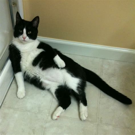 Tuxedo Cat 21 Cat Relaxing E Photos Flickr