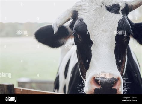 Dairy Cow Side View Hi Res Stock Photography And Images Alamy