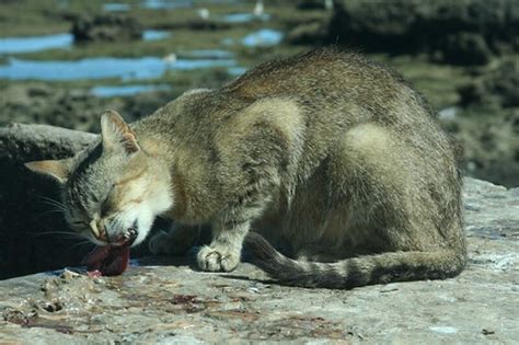 Check spelling or type a new query. Cat eating fish in essaouira, morocco | Flickr - Photo ...