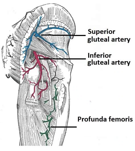 Superior Gluteal Artery Course Supply TeachMeAnatomy