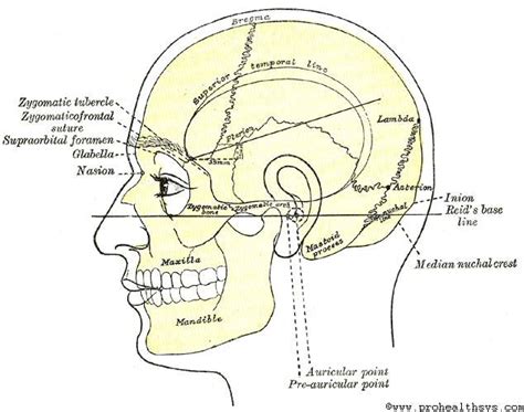 Surface Anatomy Of The Head And Neck Prohealthsys
