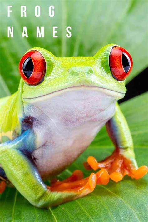 Frog Names Over 300 Funny Cute And Cool Ideas