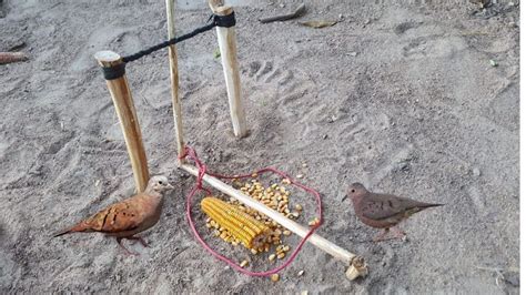 Armadilha de laço para pegar pássaros Sobrevivência na Selva YouTube