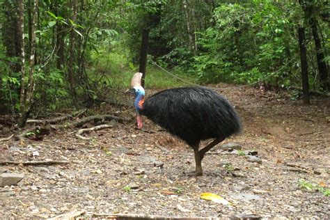 Large Flightless Bird Attacks And Kills Its Fallen Owner The Spokesman Review