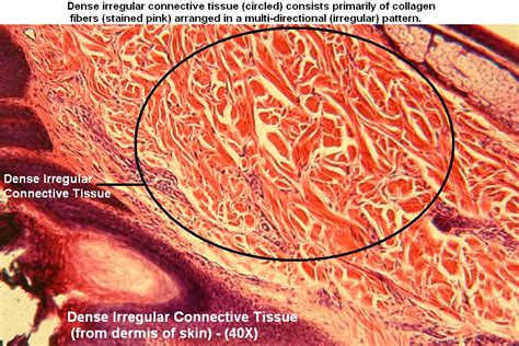 Dense Irregular Tutorial Histology Atlas For Anatomy And Physiology