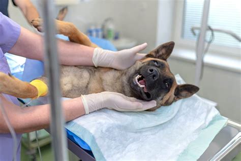 What Should A Spay Incision Look Like All You Need To Know