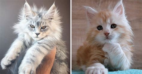 They are raised underfoot and are very friendly. 28 Tiny Maine Coon Kittens That Are Actually Giants In The ...
