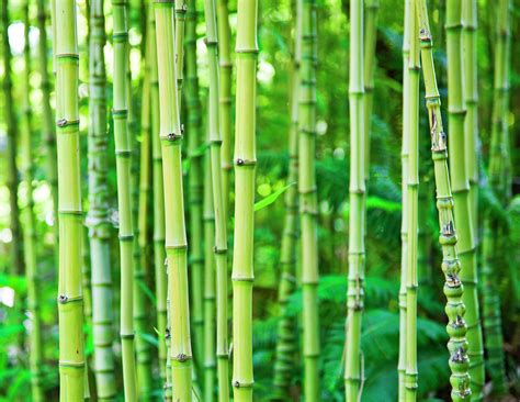 Bamboo Photograph By Enjoynz Fine Art America