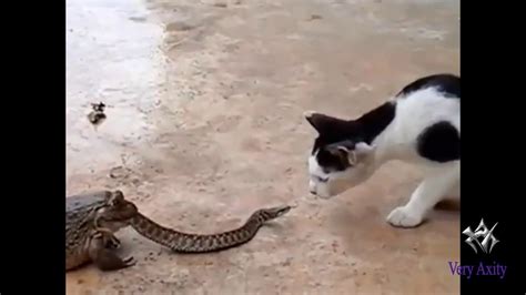 Cat Vs Indian Cobra Snake Fight Youtube