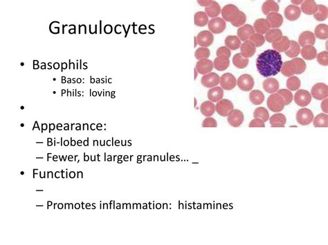 Ppt Granulocytes Powerpoint Presentation Free Download Id2114517