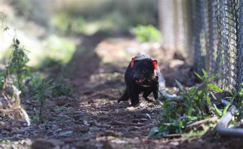 Tasmanian Devils Have Been Born At Barrington Tops The First Births