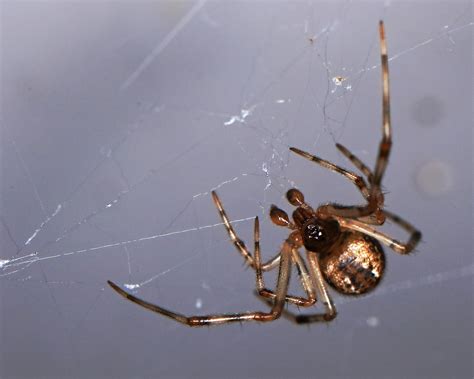 Male Parasteatoda Tepidariorum Common House Spider In Gulf Shores