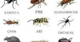 Evde bulunan böcek türleri