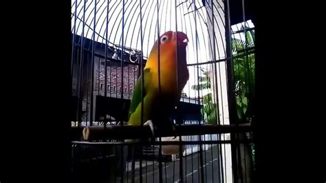 Vit power lovebird pakan lomba pakan kesehatan pakan wajib para pengguna settingan master lovebird fighter untuk menyempurnakan perawatan. LATIHAN RUTIN Agar Lovebird BALIBU Supaya Cepat NGEKEK ...