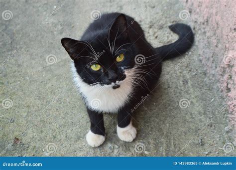 Gato Negro Con El Bigote Blanco Imagen De Archivo Imagen De Imagen