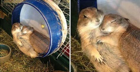 (stories, highlights, video, photo, profile photo). 23 animali innamorati che scioglieranno il vostro cuore