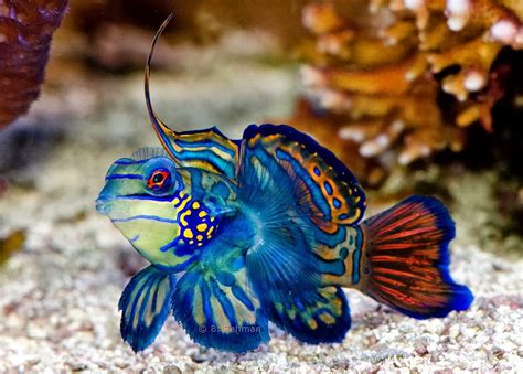 Amazing Color The Mandarin Fish ~ Exotic Freshwater And Saltwater Fishes