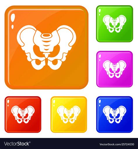 Pelvis Icons Set Color Royalty Free Vector Image