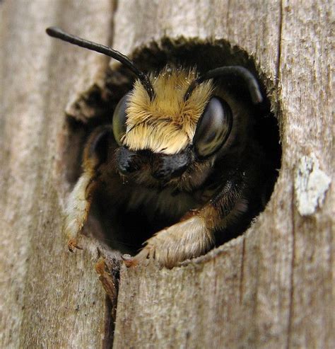 Carpenter Bee Treating Bee Stings Bee Animals