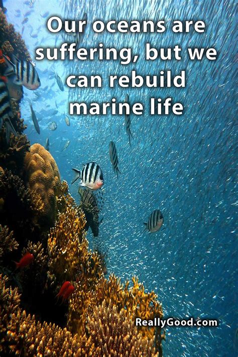 Our Oceans Are Suffering But We Can Rebuild Marine Life Reallygood