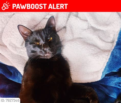 Lost Male Cat In Emmett Charter Township Mi 49014 Named Paul Id 7927346 Pawboost