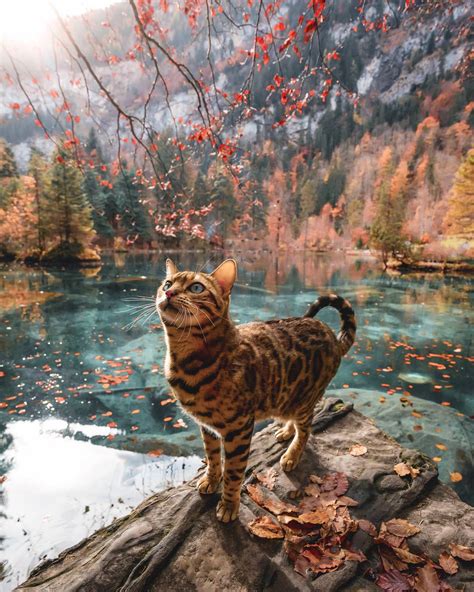 Beautiful Autumn Beautiful Cat Aww