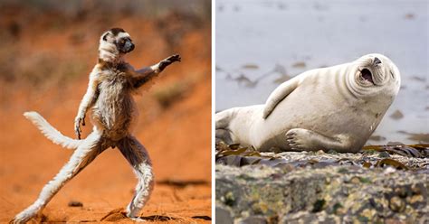 The Comedy Wildlife Photography Awards Feature Animals At