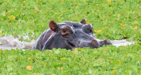 Hipopótamos En Su Habitat Imágenes Y Fotos