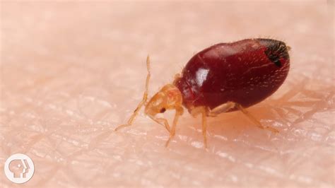 Watch Bed Bugs Get Stopped In Their Tracks Deep Look