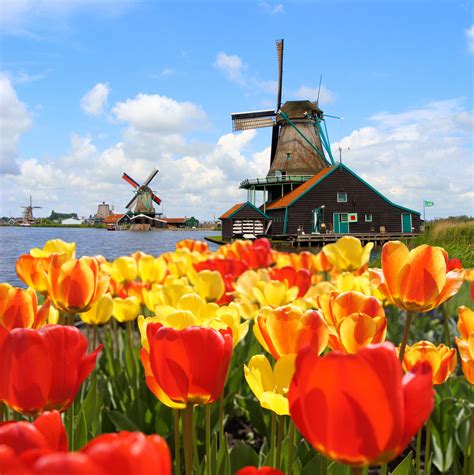 Fresh cut flowers are only half of what we do at tulips.com. 14 Reasons to visit the Netherlands in Spring! - Netherlands Tourism