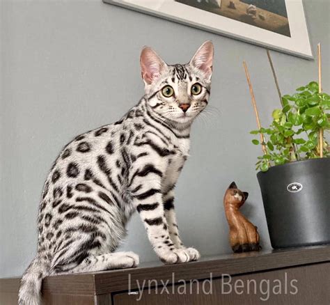 Silver Bengal Cat Genetic