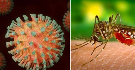 Niña De 7 Años Se Contagia De Coronavirus Y Dengue En Bcs Imagen