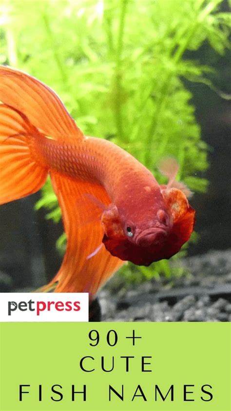 90 Cute Fish Names Cute Name Ideas For Your Pet Fish