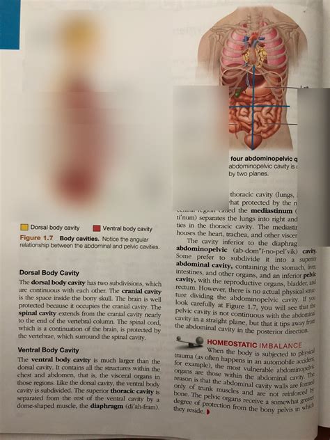 17 best images about referred abdominal quadrants on. Four Abdominopelvic Quadrants - ovulation symptoms